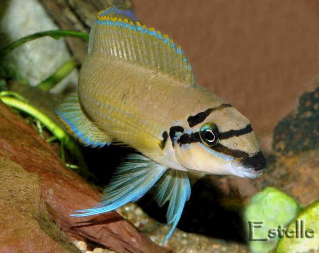 chalinochromis-brichardi-2.jpg