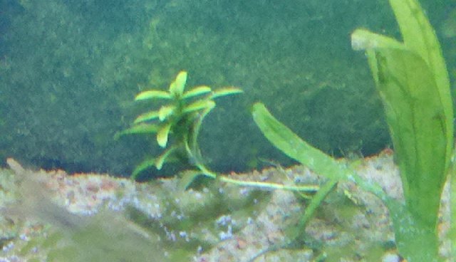 small hygro.jpg