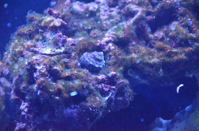 DSC_0054.JPG