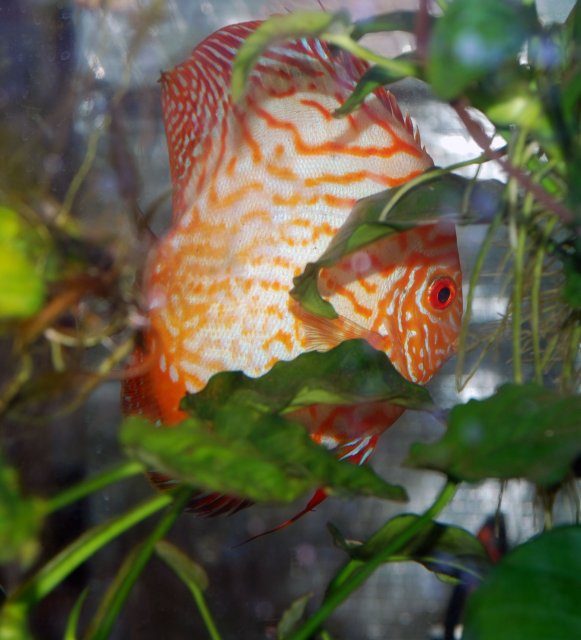 discus male.jpg