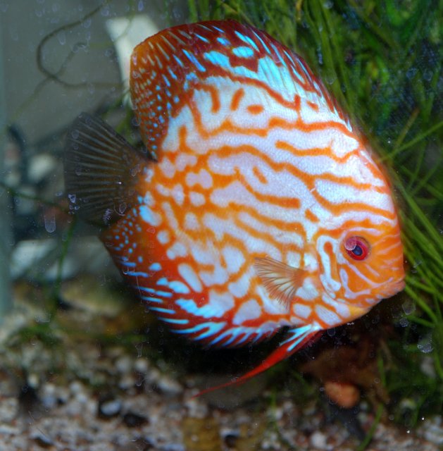 female discus.jpg