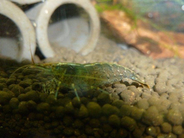 P1000790.jpg P1000790.jpg