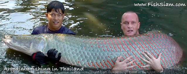 arapaima.jpg