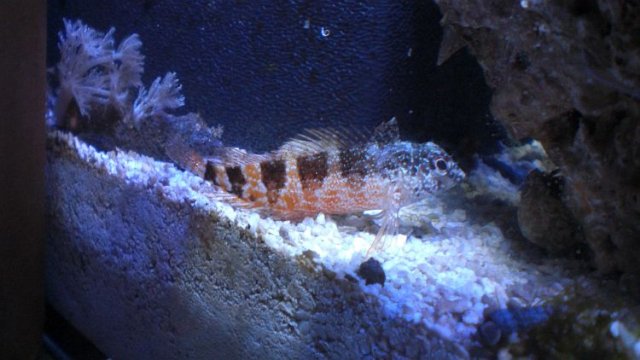 newblenny.jpg