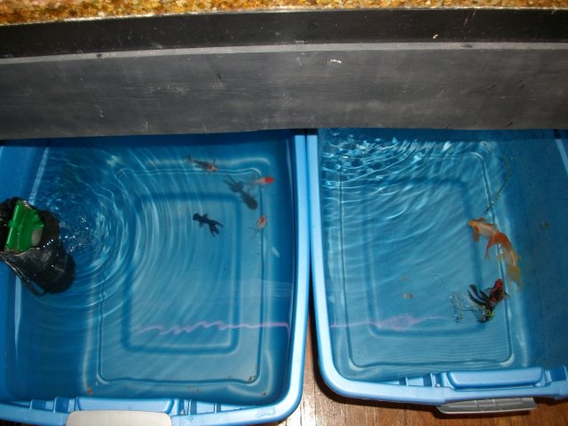 Goldies22gal.JPG Goldies22gal.JPG