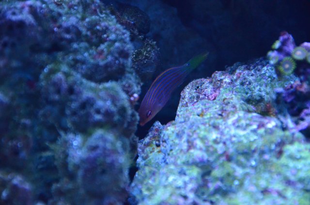 DSC_0257.JPG