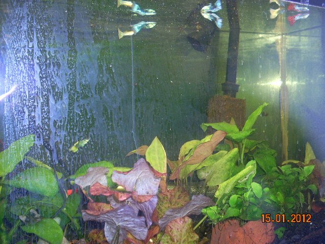 20 gal 003.JPG