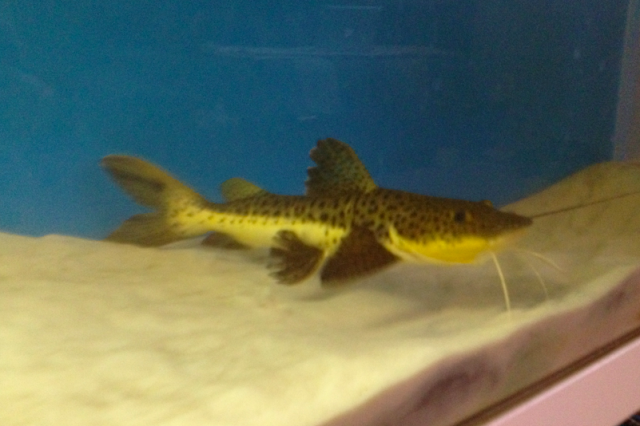 Screen Shot 2012-01-18 at 6.31.11 PM.png