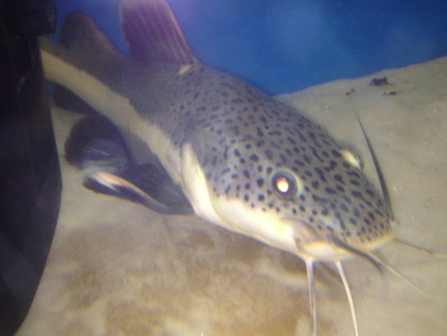 Screen Shot 2012-01-18 at 6.31.42 PM.png