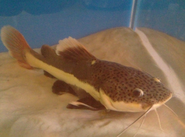 Screen Shot 2012-01-18 at 6.32.28 PM.png