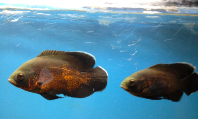 Screen Shot 2012-01-18 at 6.30.51 PM.png