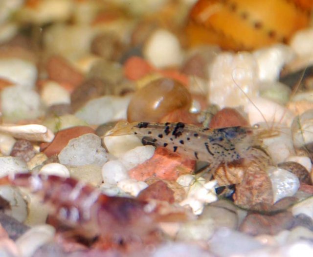 hybrid-shrimp.jpg