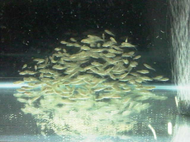 Mahseer Fish 3cm-5cm.jpg Mahseer Fish 3cm-5cm.jpg