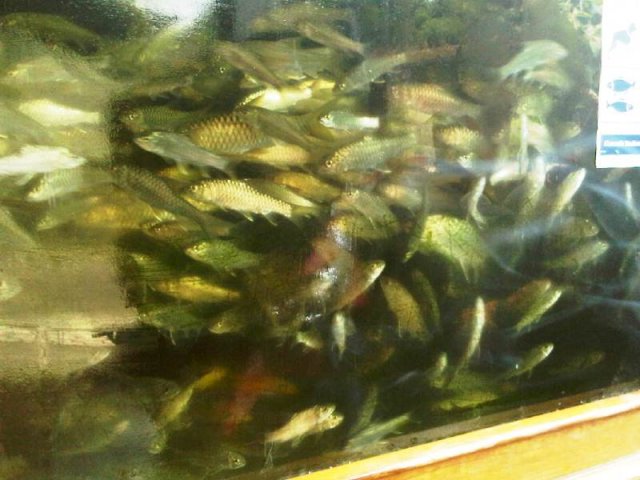 Mahseer Fish 5cm-10cm.jpg