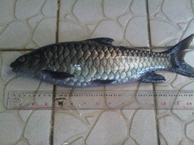Mahseer Fish Sized 0.5kg-1kg (25cm-30cm).jpg Mahseer Fish Sized 0.5kg-1kg (25cm-30cm).jpg