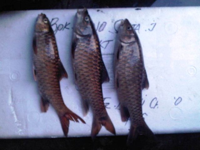 Mahseer Fish Sized 1kg UP(2).jpg Mahseer Fish Sized 1kg UP(2).jpg