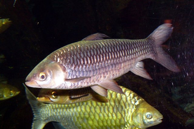 Sultan Fish(Leptobarbus Hoevenii).jpg