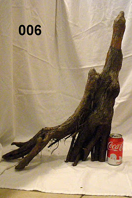 006c_stump.JPG 006c_stump.JPG