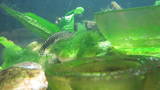 th_NewRiver002.jpg
