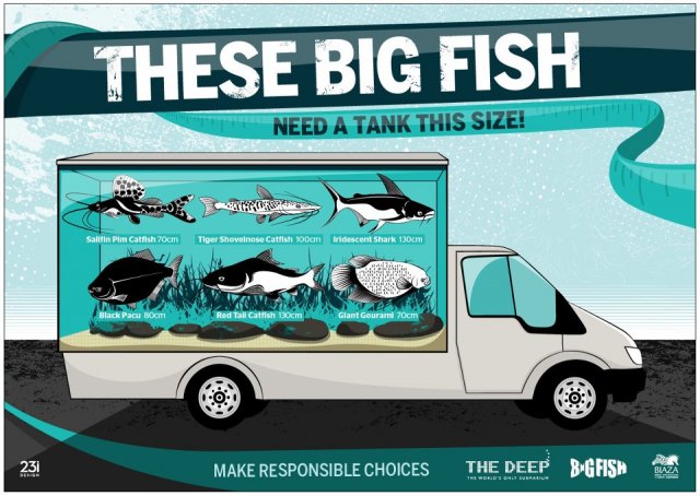 bigfish.jpg