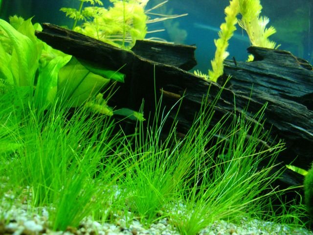 Dwarf-Hairgrass-Eleocharis-Acicularis-driftwood.jpg