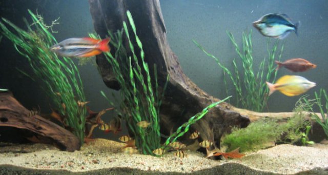 hard water tropical fish