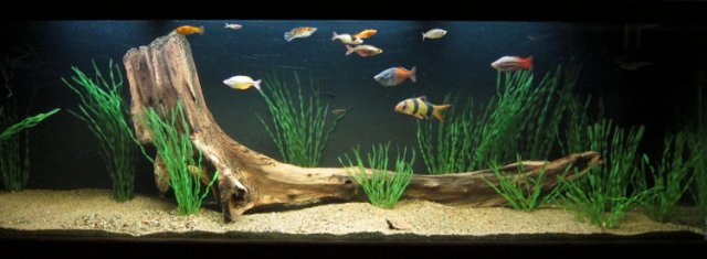 hard water tropical fish