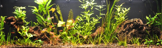 7-19-11 Full View.jpg