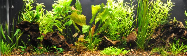 8-14-11 Full View.JPG