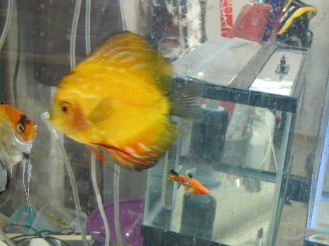 discus.jpg