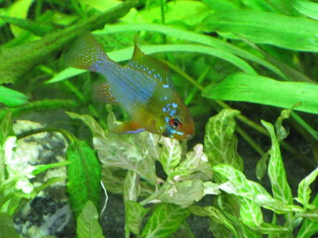 Blue Ram 2312.jpg