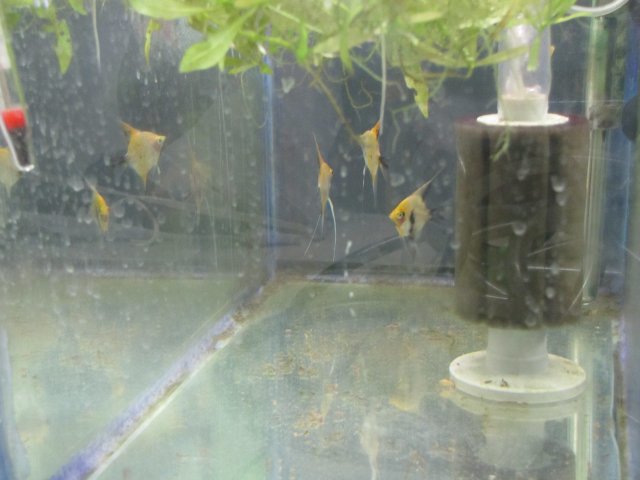 baby koi 2.jpg