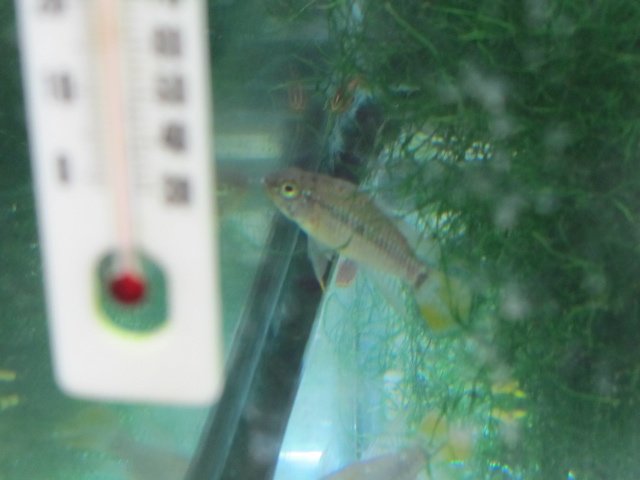 apisto baenschi.jpg