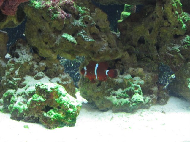 maroon clown 2.jpg