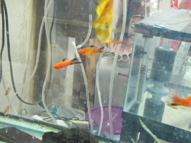 swordtails.jpg