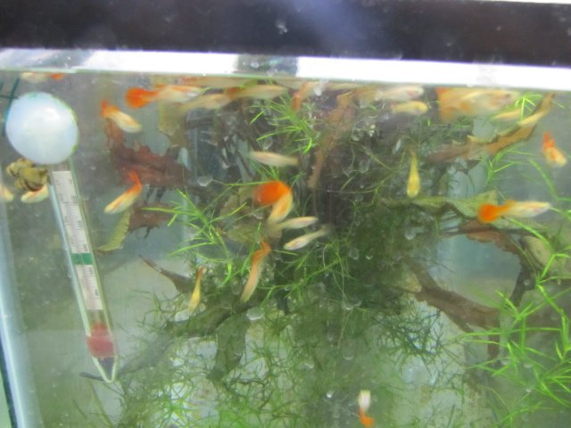 guppy.jpg