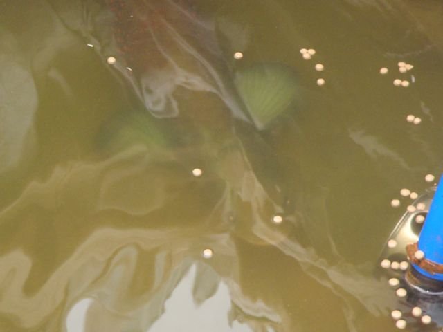 P2030109.jpg P2030109.jpg