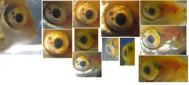 eye2.jpg