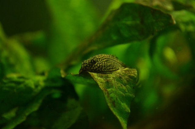 DSC_0466.jpg