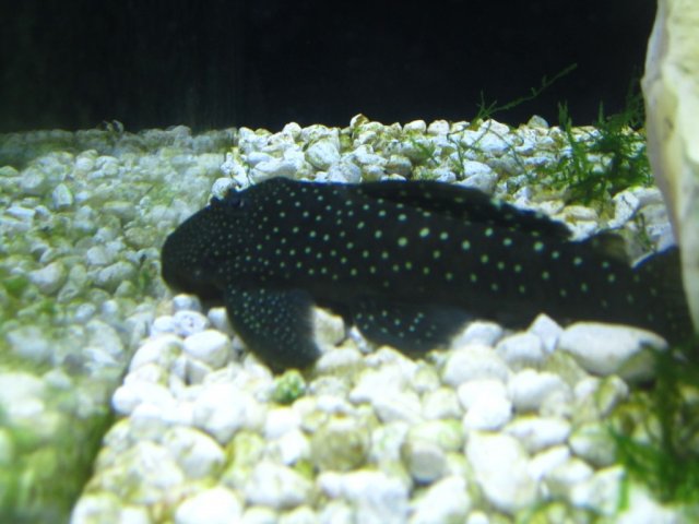 pleco 005.jpg