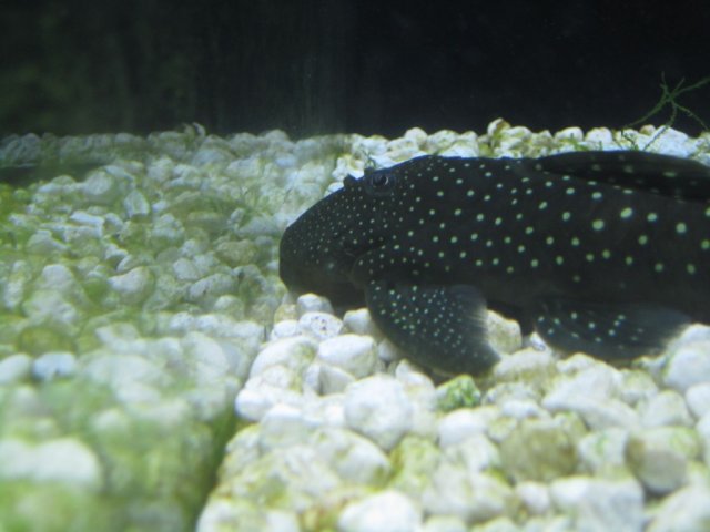 pleco 007.jpg