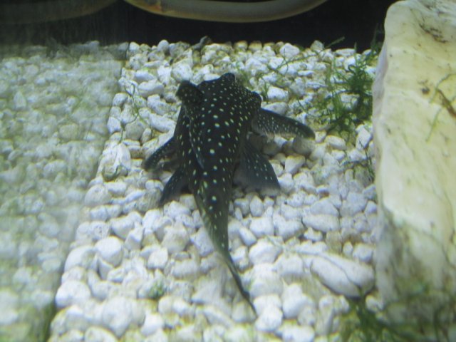 pleco 011.jpg