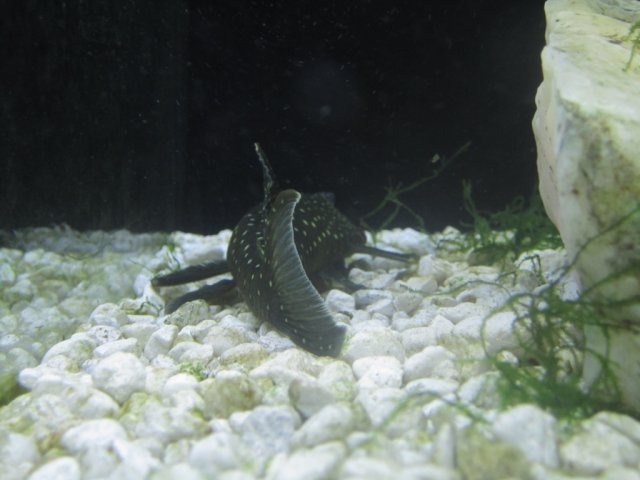 pleco 012.jpg