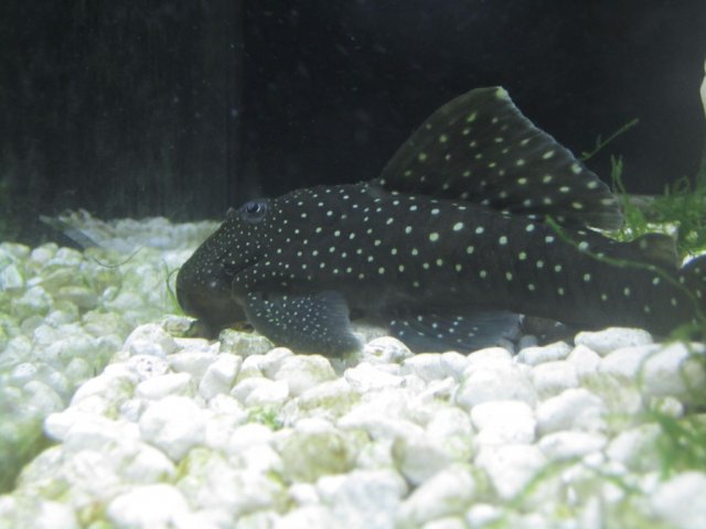 pleco 014.jpg