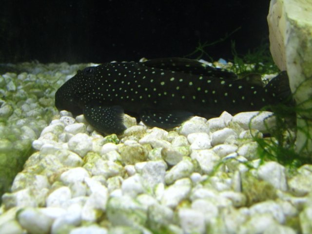 pleco 004.jpg