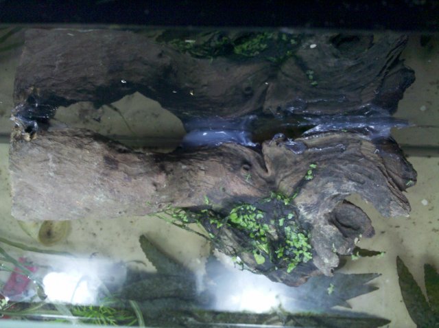 IMG_20120211_143027.jpg