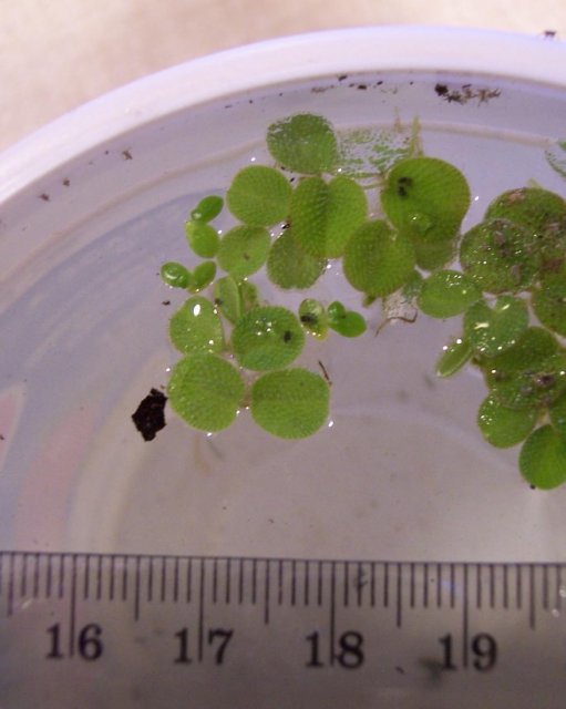 FancyDuckWeed.jpg FancyDuckWeed.jpg