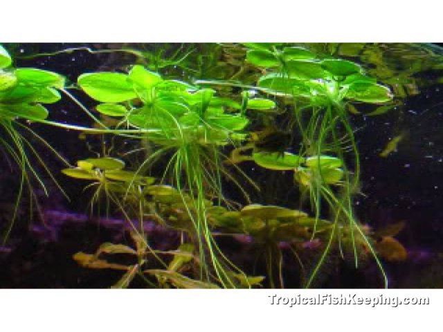 amazon-frogbit-1267315445-800.jpg