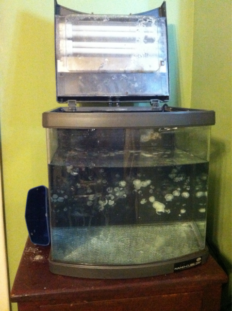 tank feb 13 2012.png