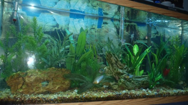 fishtank long view.jpg